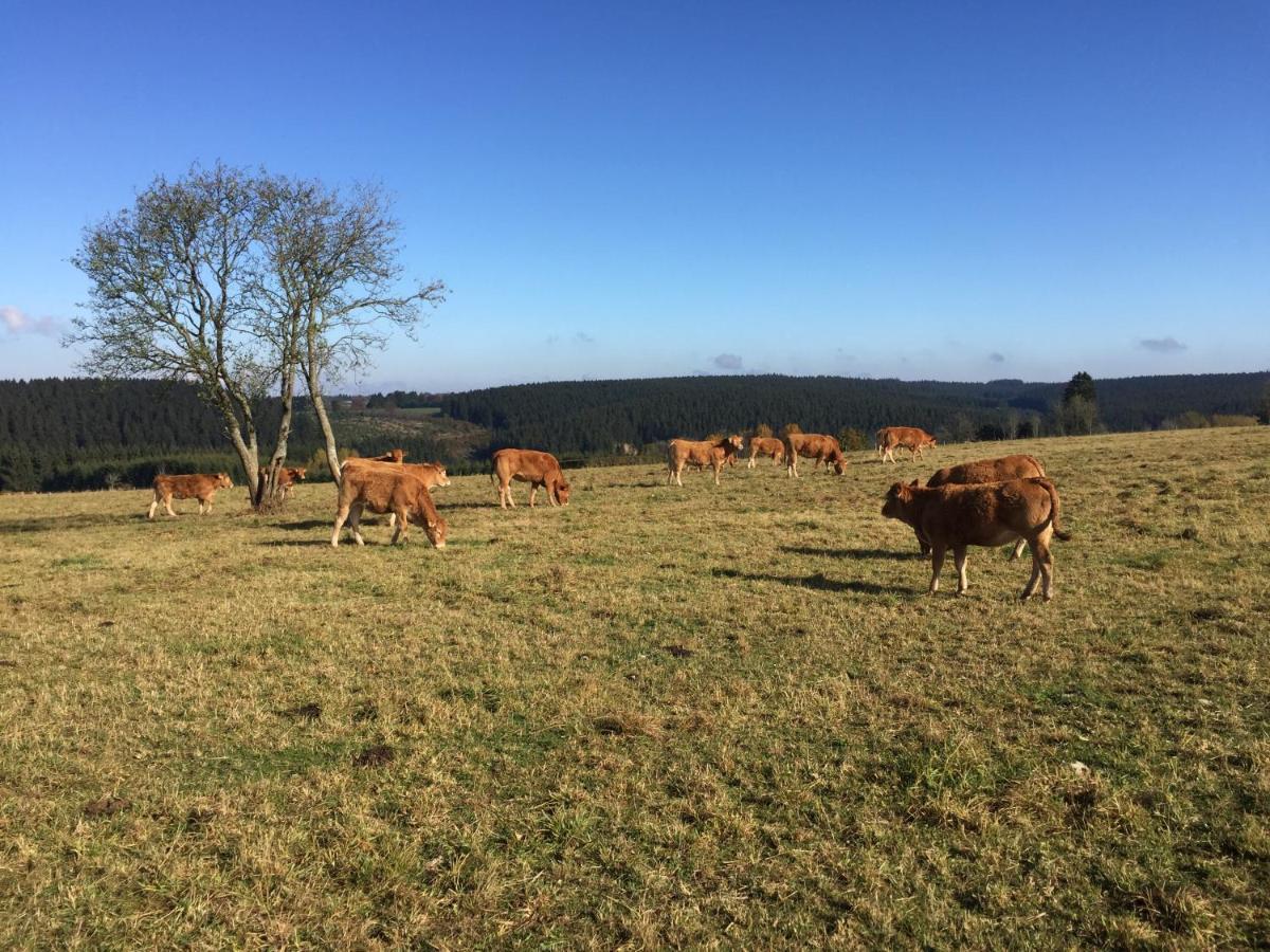 Chalet De Charme, Le "Caribou Lodge", Eifel Belge Bullange Exterior foto
